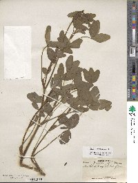 Trifolium pratense image