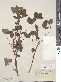 Trifolium pratense image