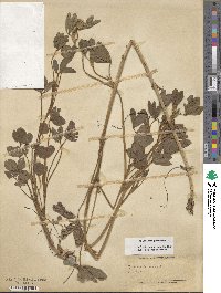 Trifolium pratense image