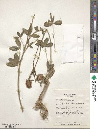 Trifolium pratense image