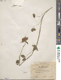 Trifolium pratense image