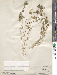 Trifolium procumbens image