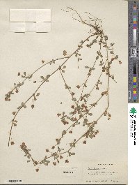 Trifolium procumbens image