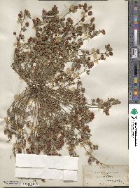 Trifolium procumbens image