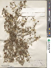 Trifolium procumbens image