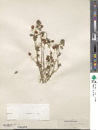 Trifolium procumbens image