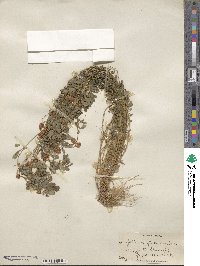 Trifolium procumbens image