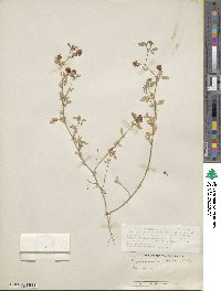 Trifolium procumbens image