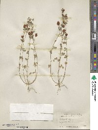 Trifolium procumbens image