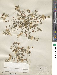 Trifolium procumbens image