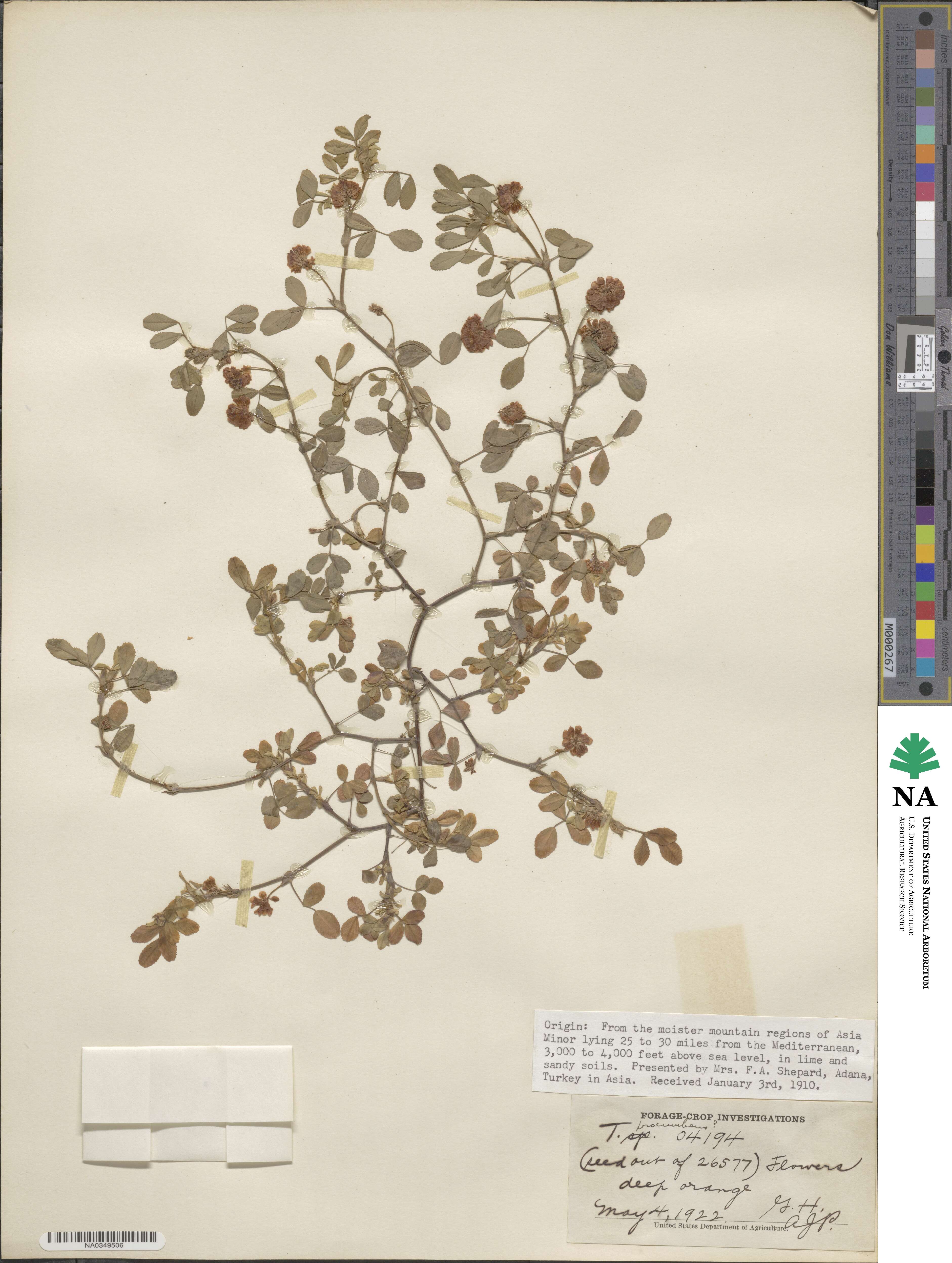 Trifolium procumbens image
