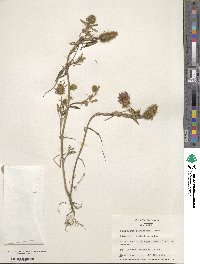 Trifolium purpureum image