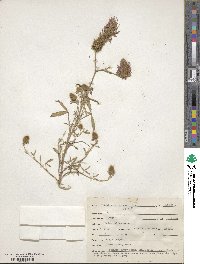 Trifolium purpureum image