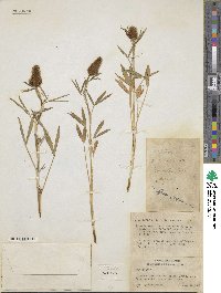 Trifolium purpureum image