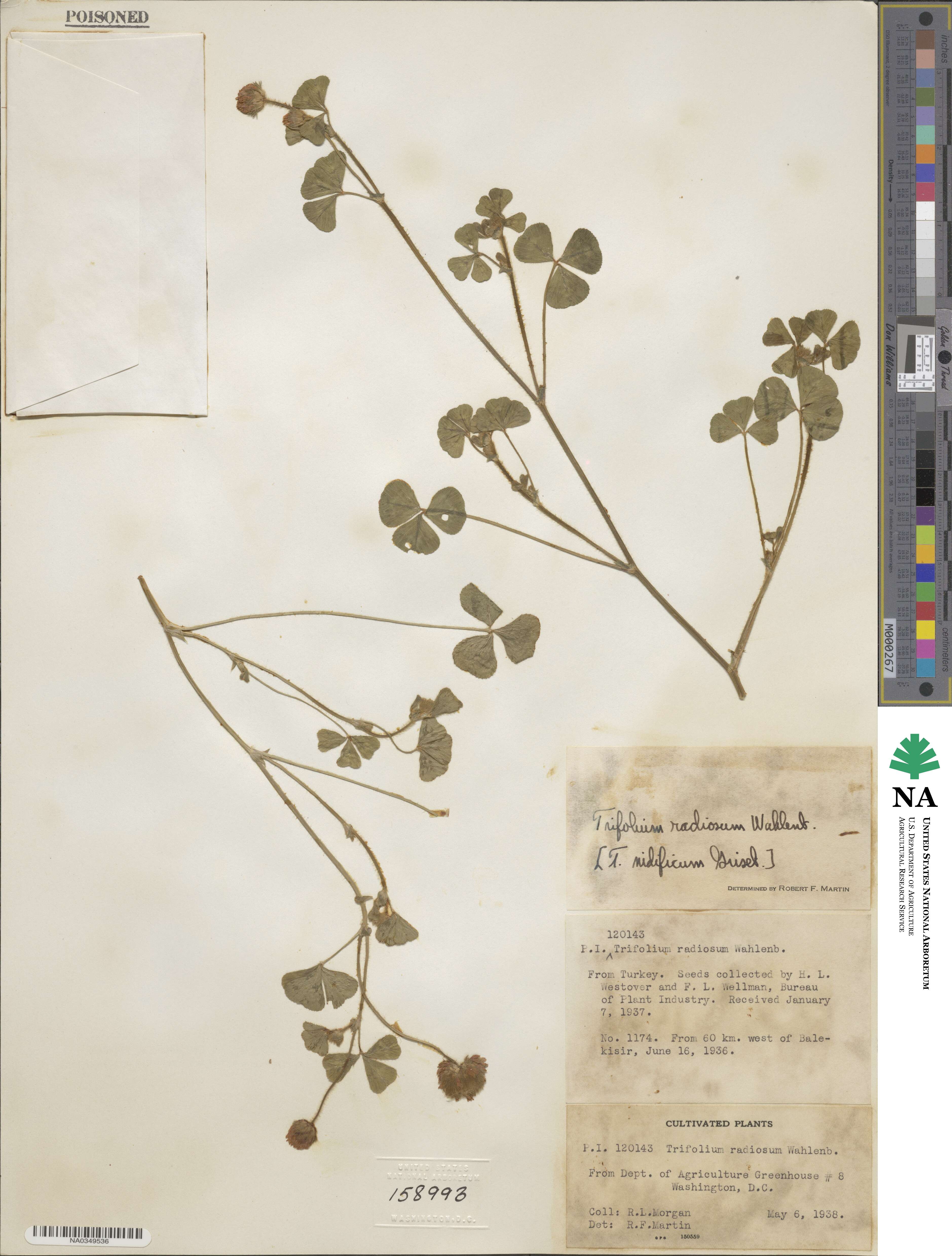 Trifolium globosum image