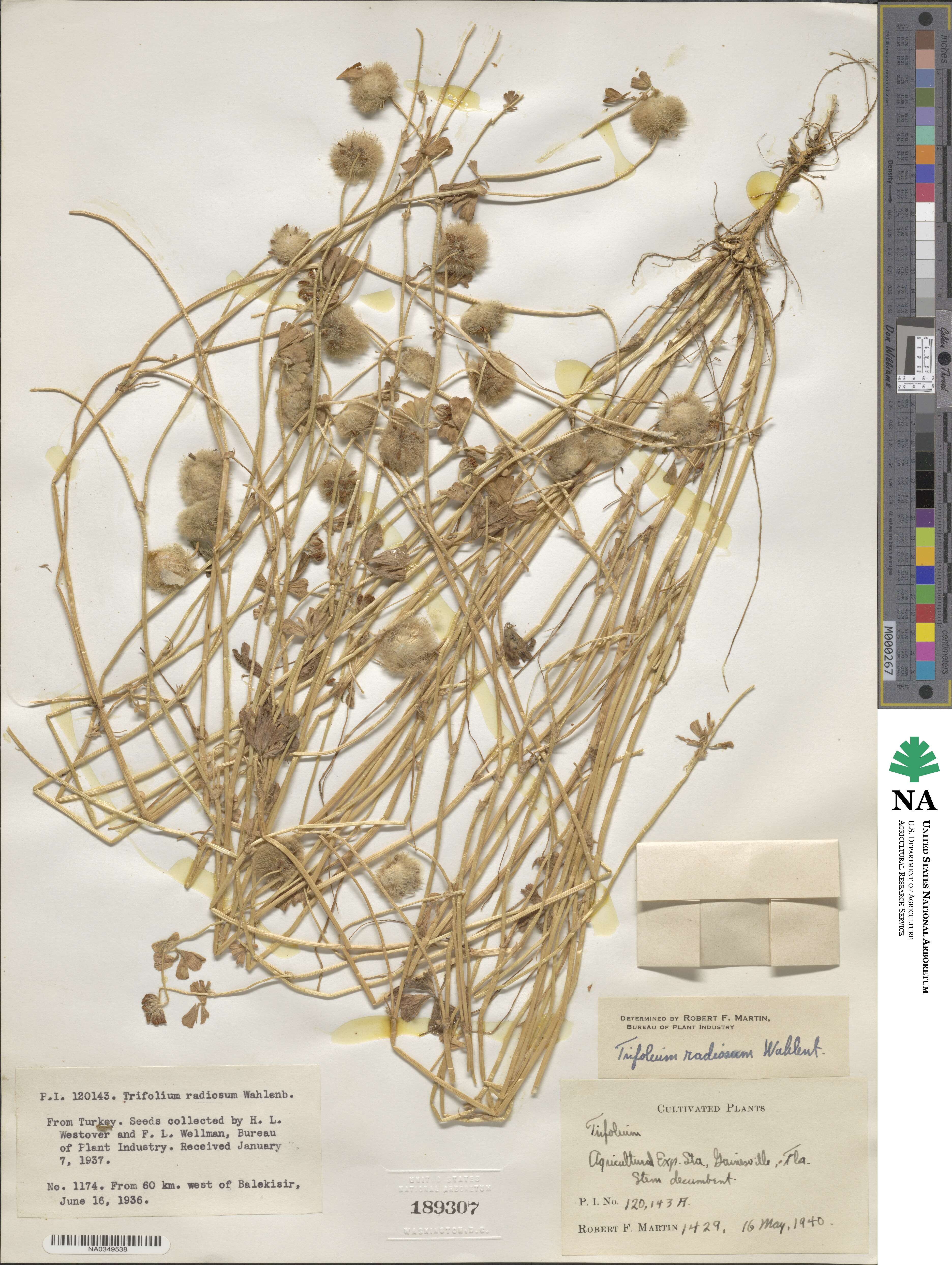 Trifolium globosum image