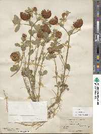 Trifolium reflexum image