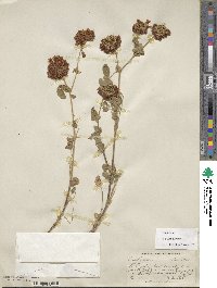 Trifolium reflexum image