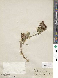 Trifolium reflexum image