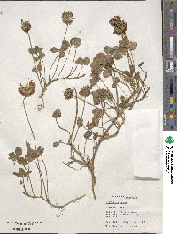 Trifolium repens image