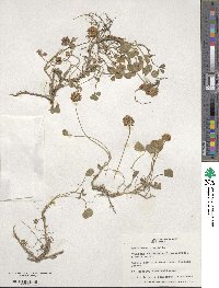 Trifolium repens image