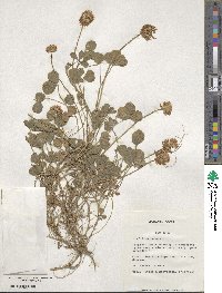 Trifolium repens image