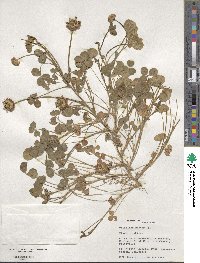 Trifolium repens image