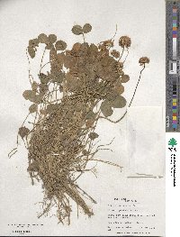 Trifolium repens image