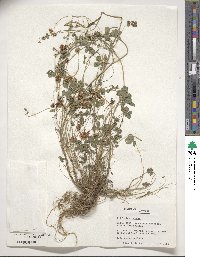 Trifolium repens image