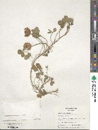 Trifolium repens image