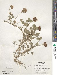 Trifolium repens image