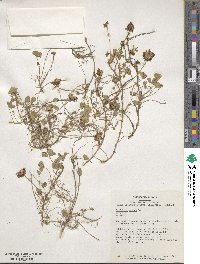 Trifolium repens image