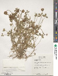 Trifolium repens image