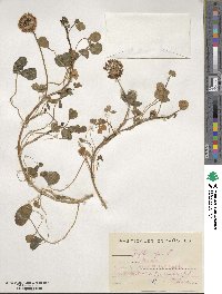 Trifolium repens image