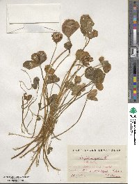 Trifolium repens image