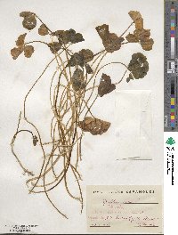 Trifolium repens image