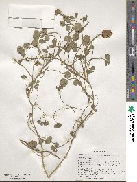 Trifolium repens image