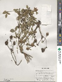 Trifolium repens image