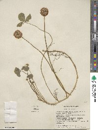 Trifolium repens image