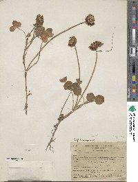 Trifolium repens image