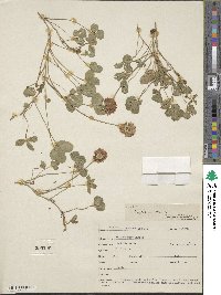 Trifolium repens image