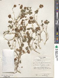 Trifolium repens image