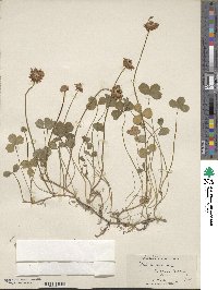 Trifolium repens image