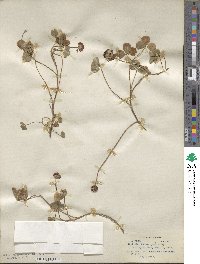 Trifolium repens image