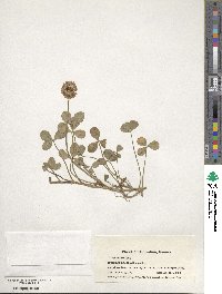 Trifolium repens image