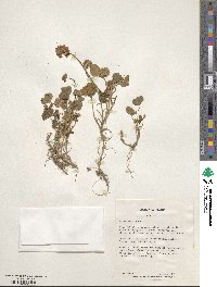 Trifolium repens image