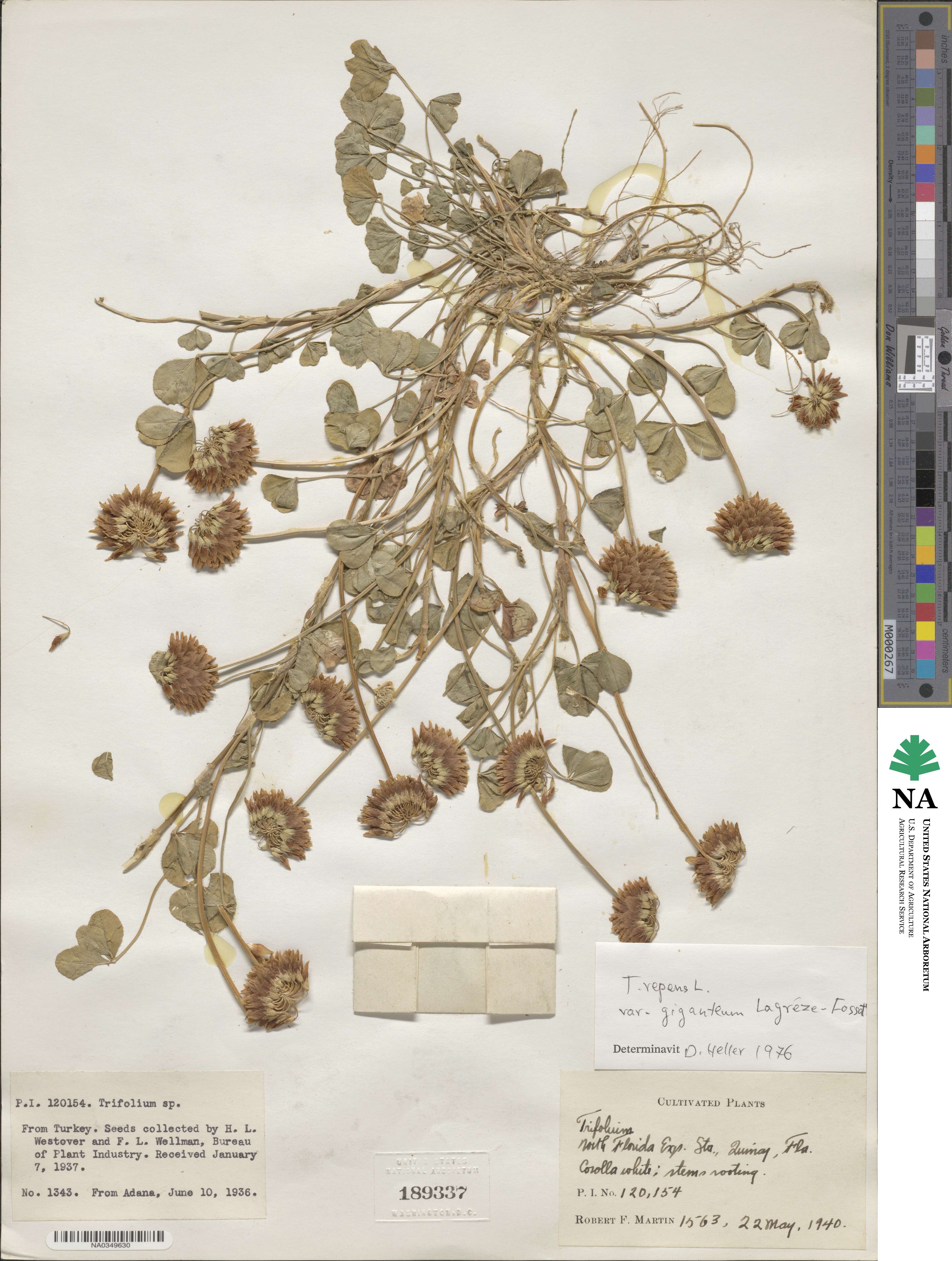 Trifolium repens image
