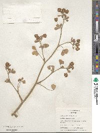 Trifolium resupinatum image