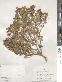 Trifolium resupinatum image