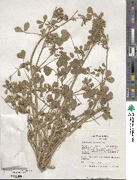 Trifolium resupinatum image